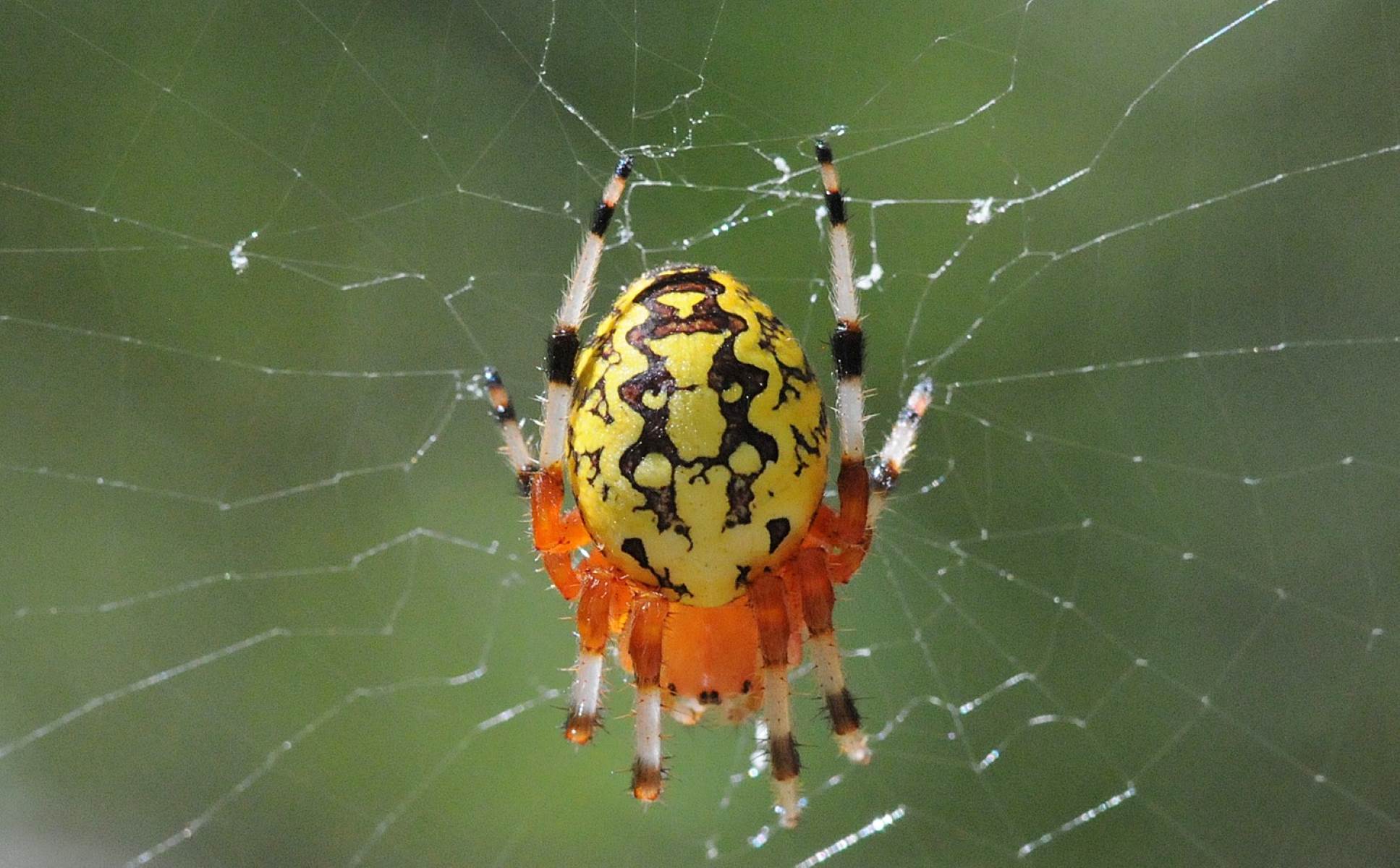 15-captivating-facts-about-marbled-orbweaver