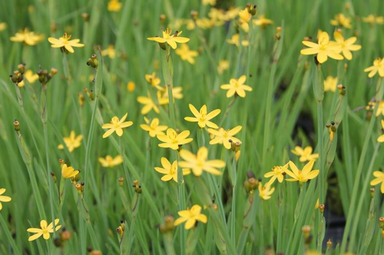 15-captivating-facts-about-yellow-eyed-grass