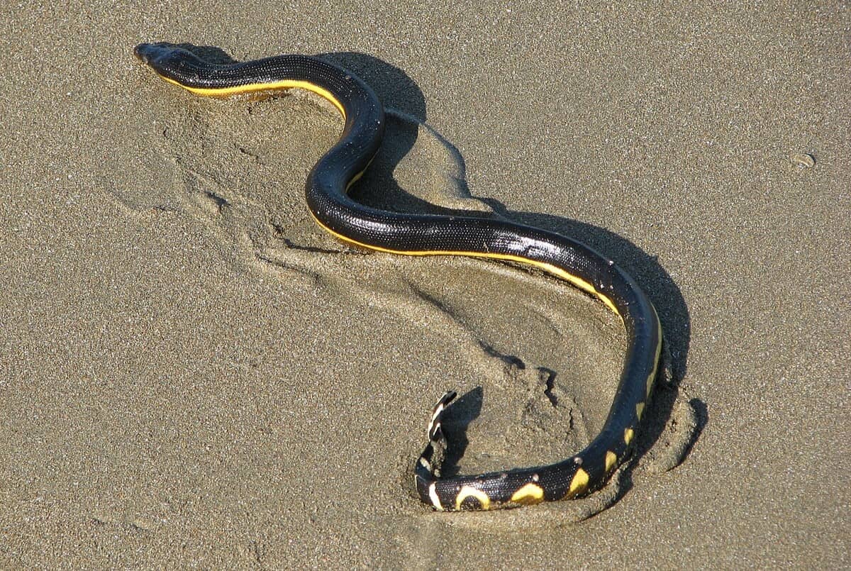 15-enigmatic-facts-about-sea-snake