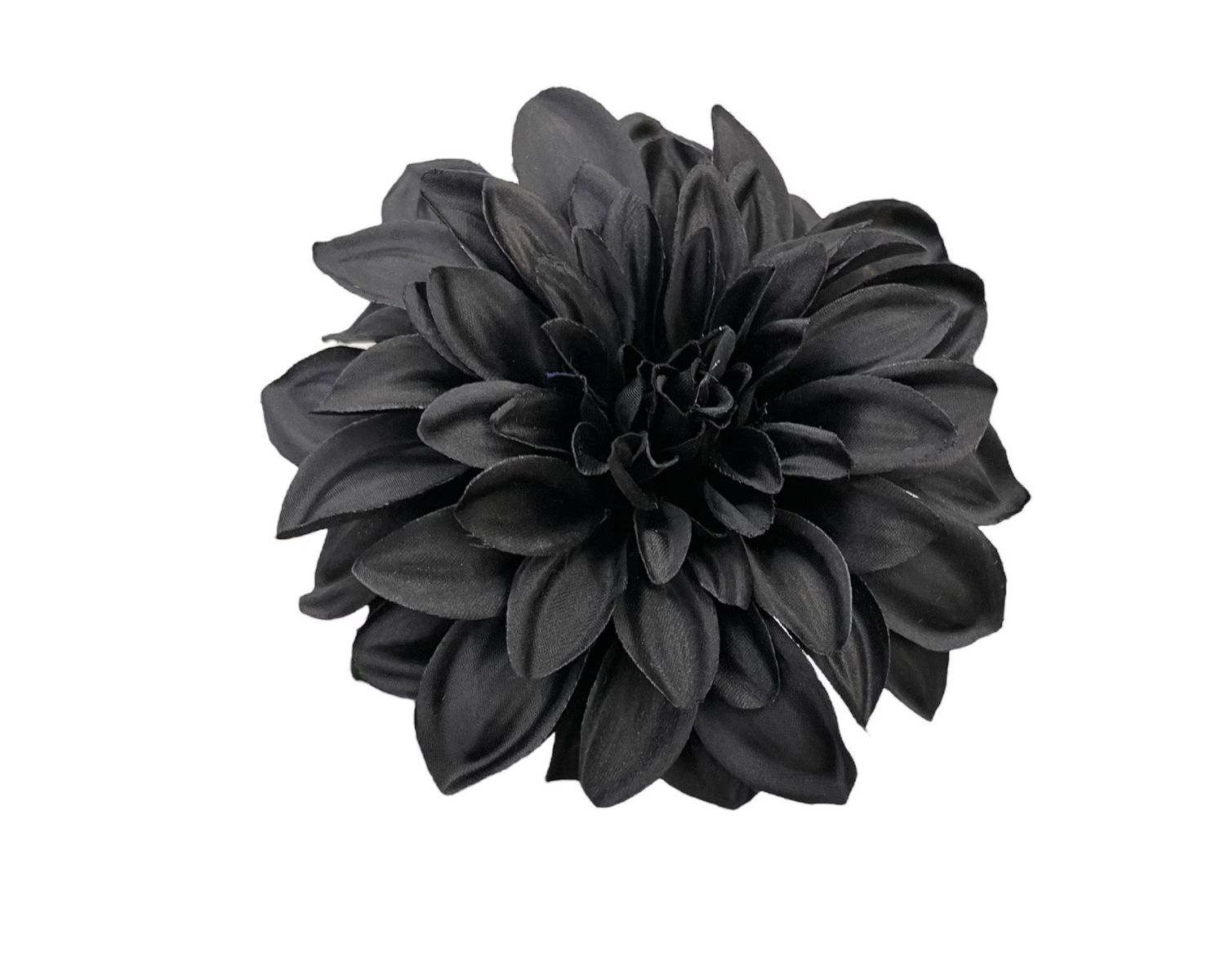 15-extraordinary-facts-about-black-dahlia-flower