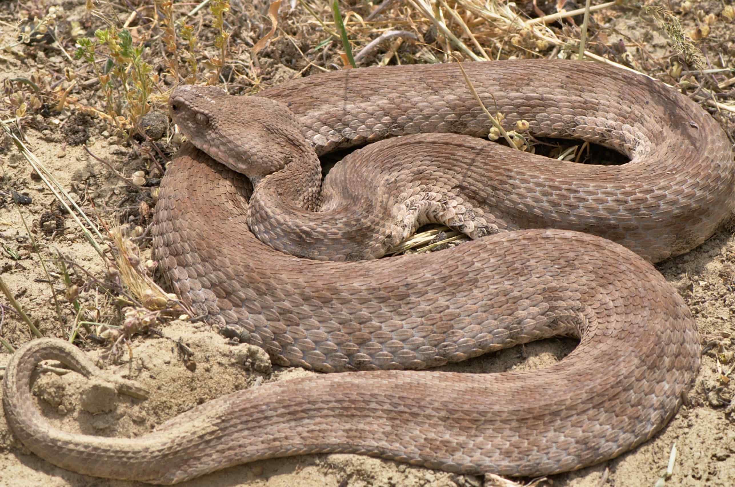 15-extraordinary-facts-about-blunt-nosed-viper