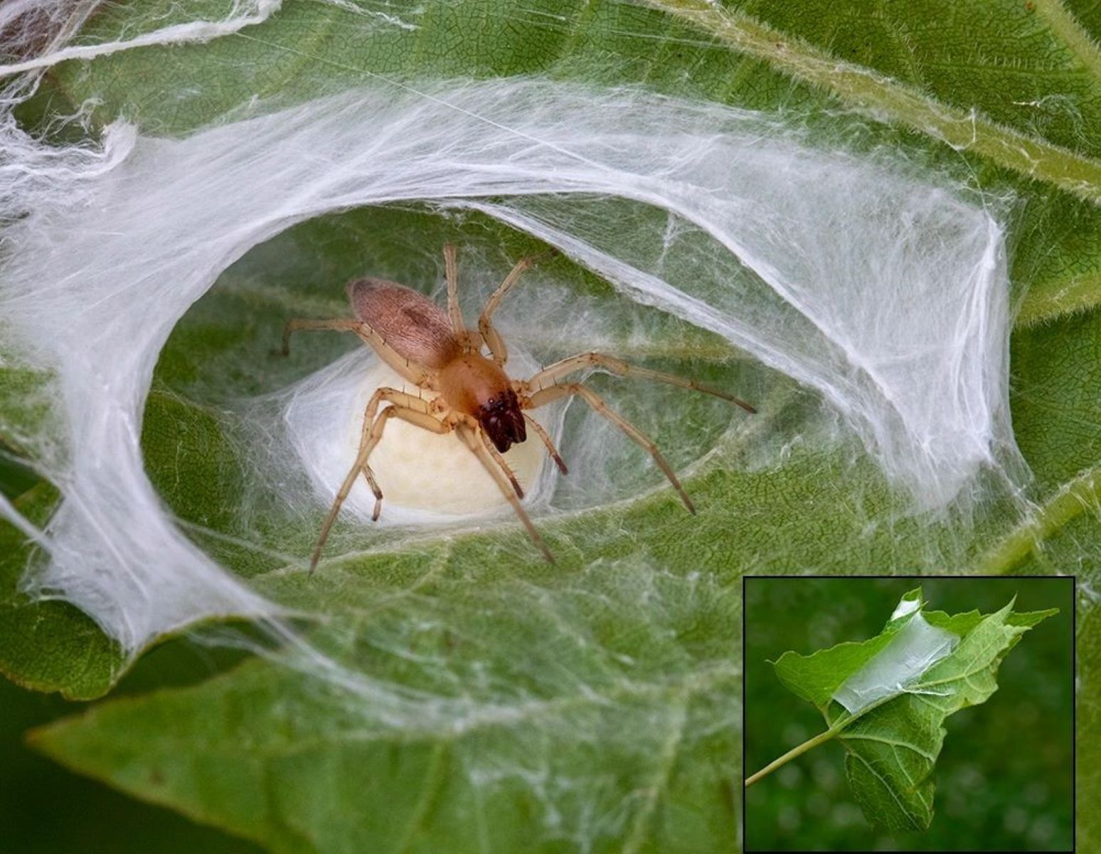 15-extraordinary-facts-about-leaf-curling-sac-spider