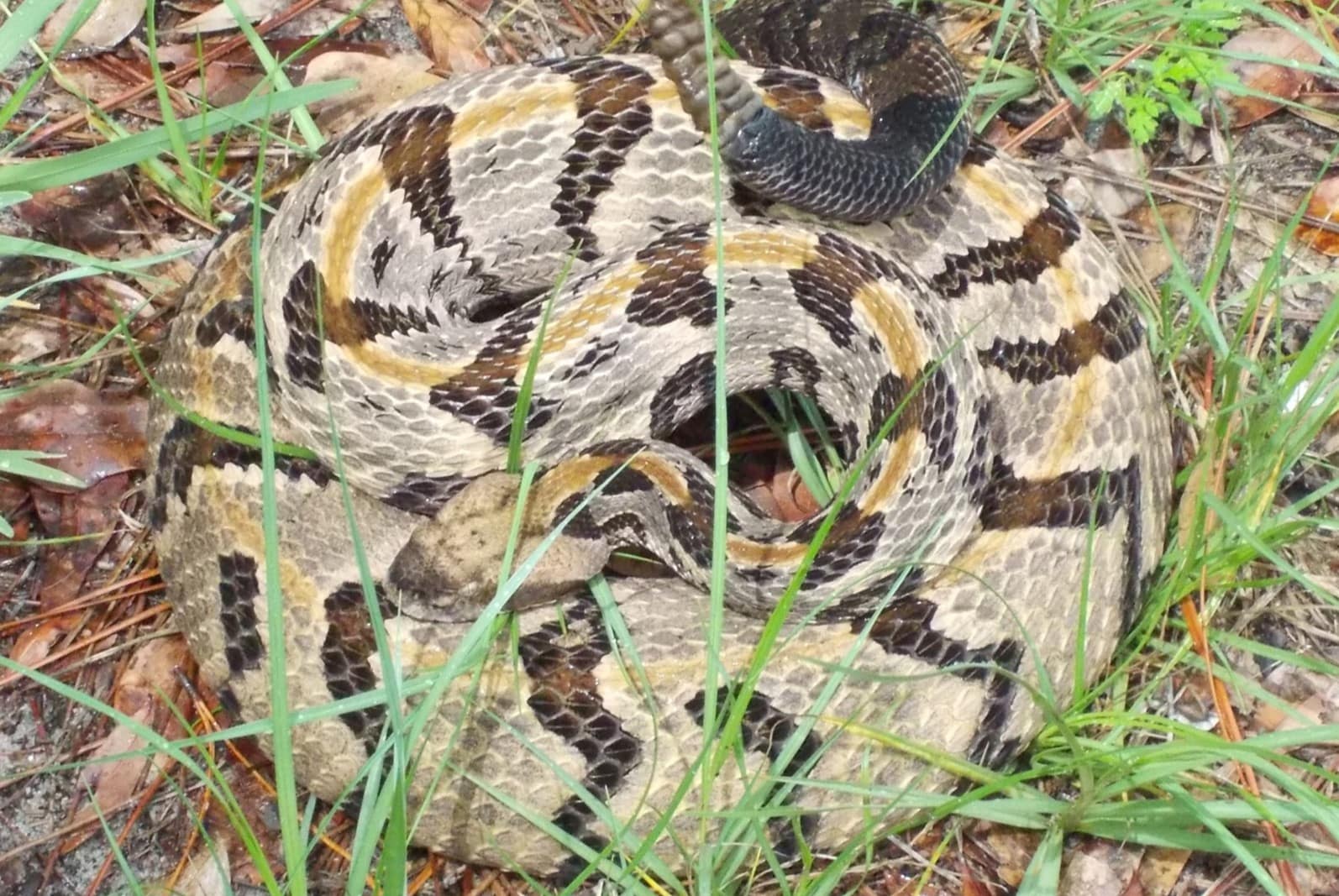 15-extraordinary-facts-about-timber-rattlesnake