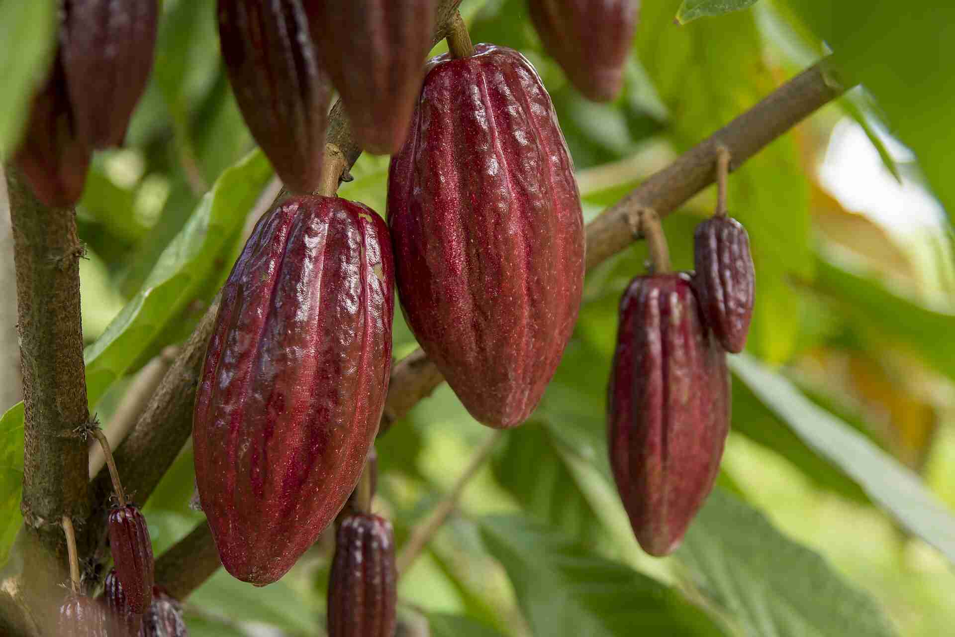 15-facts-about-cacao