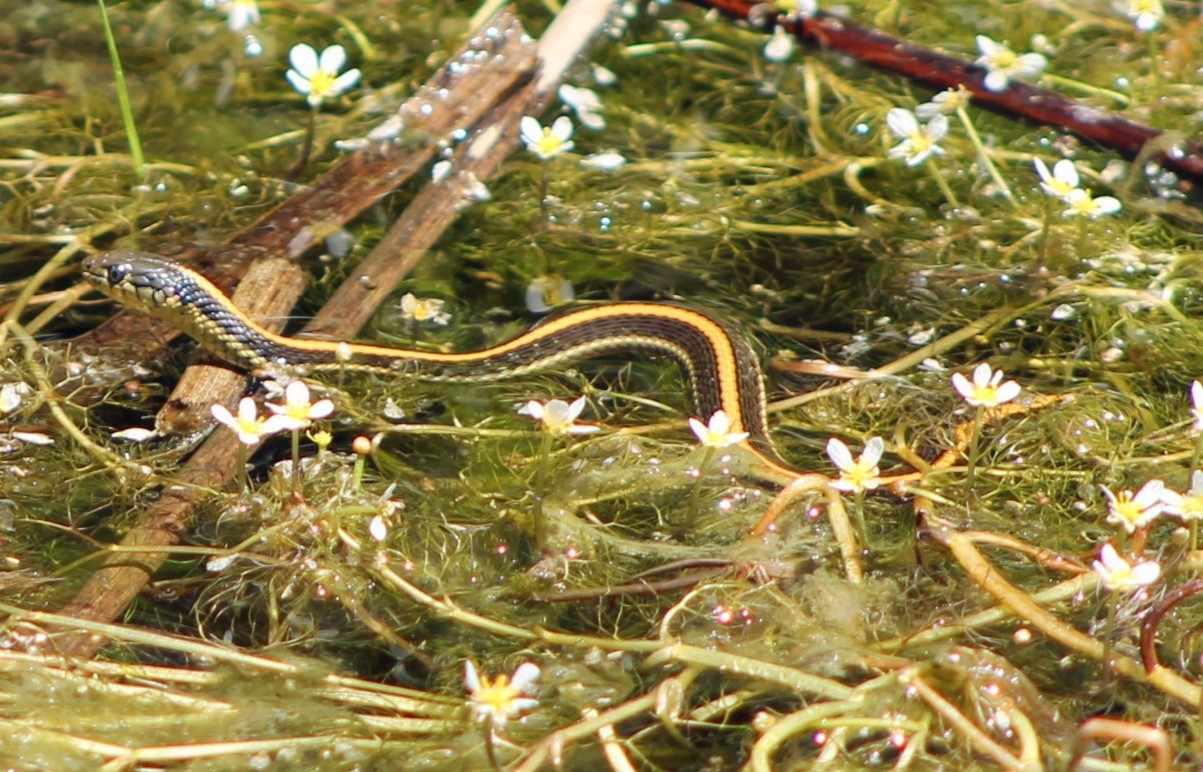15-fascinating-facts-about-aquatic-garter-snake