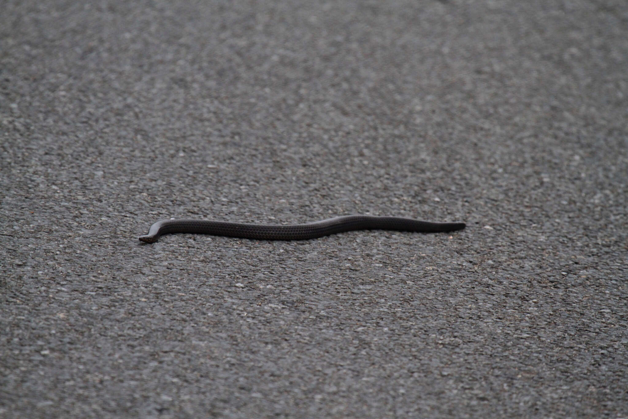 15-fascinating-facts-about-nilgiri-burrowing-snake