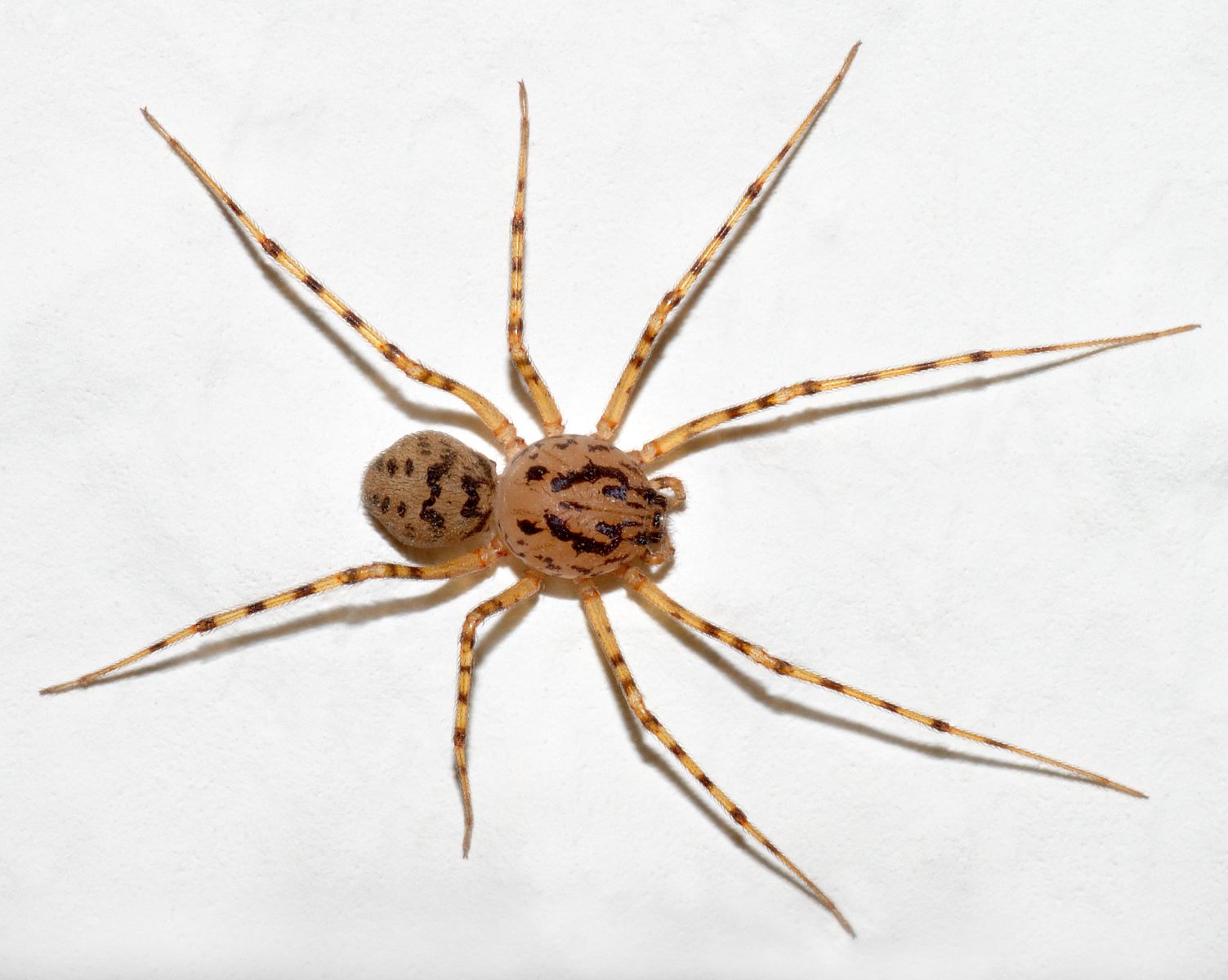 15-fascinating-facts-about-spitting-spider