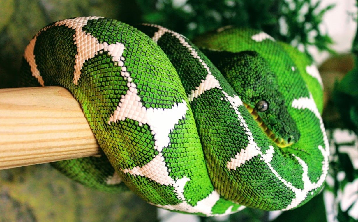 15-intriguing-facts-about-amazon-basin-emerald-tree-boa