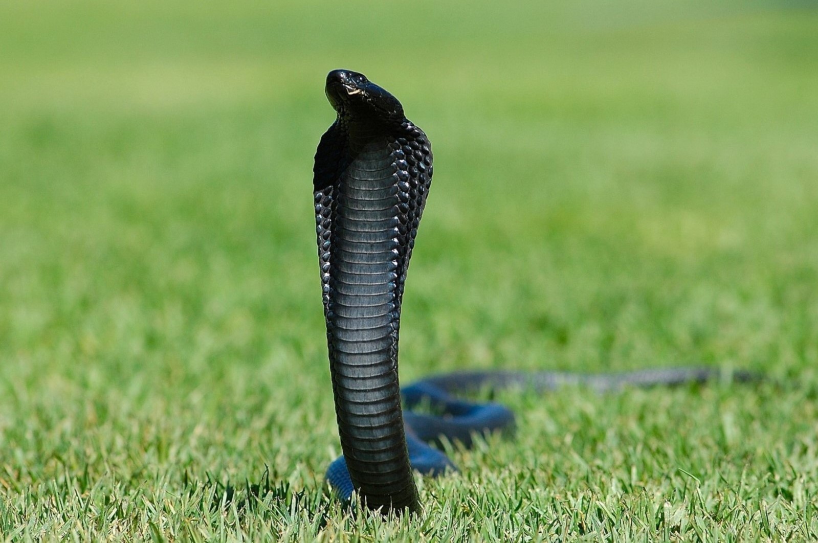 15-intriguing-facts-about-black-spitting-cobra