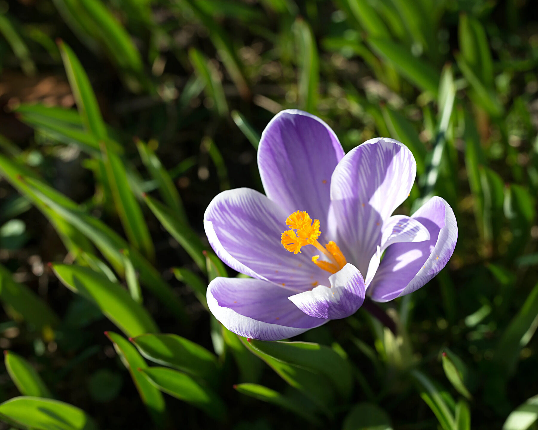15-intriguing-facts-about-crocus