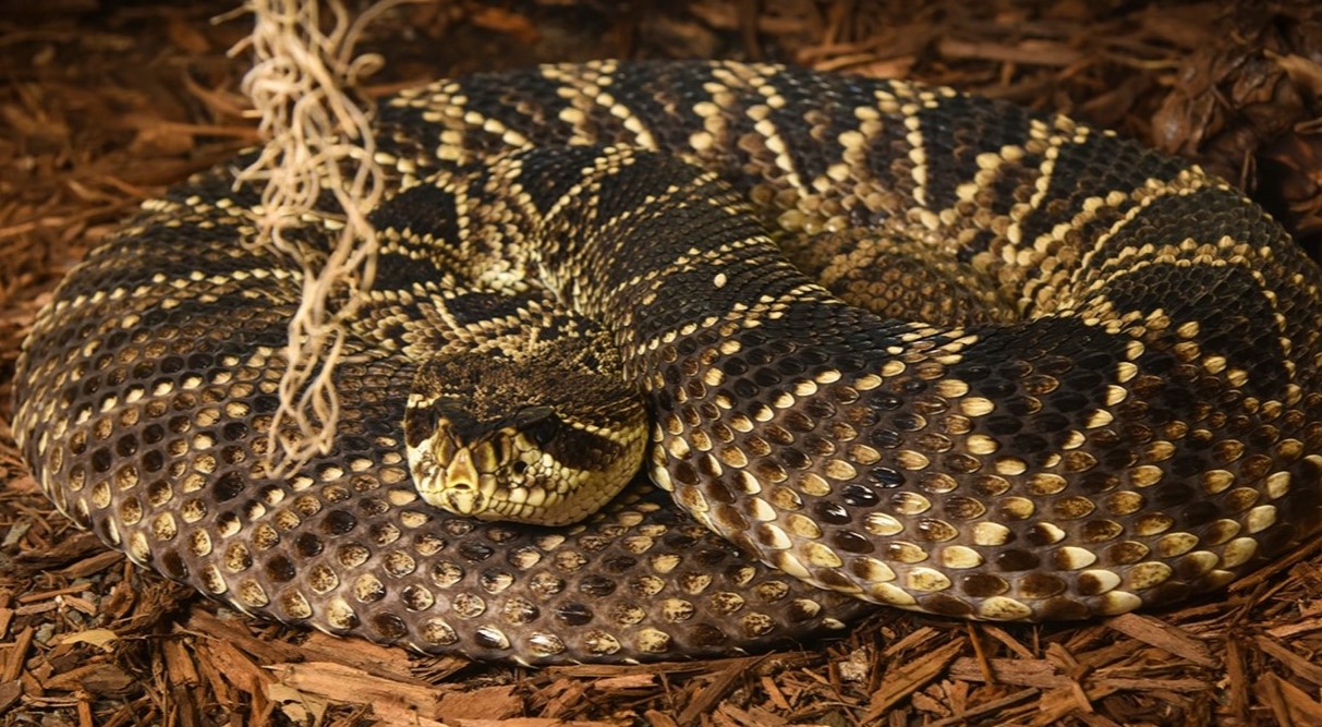 15-intriguing-facts-about-eastern-diamondback-rattlesnake