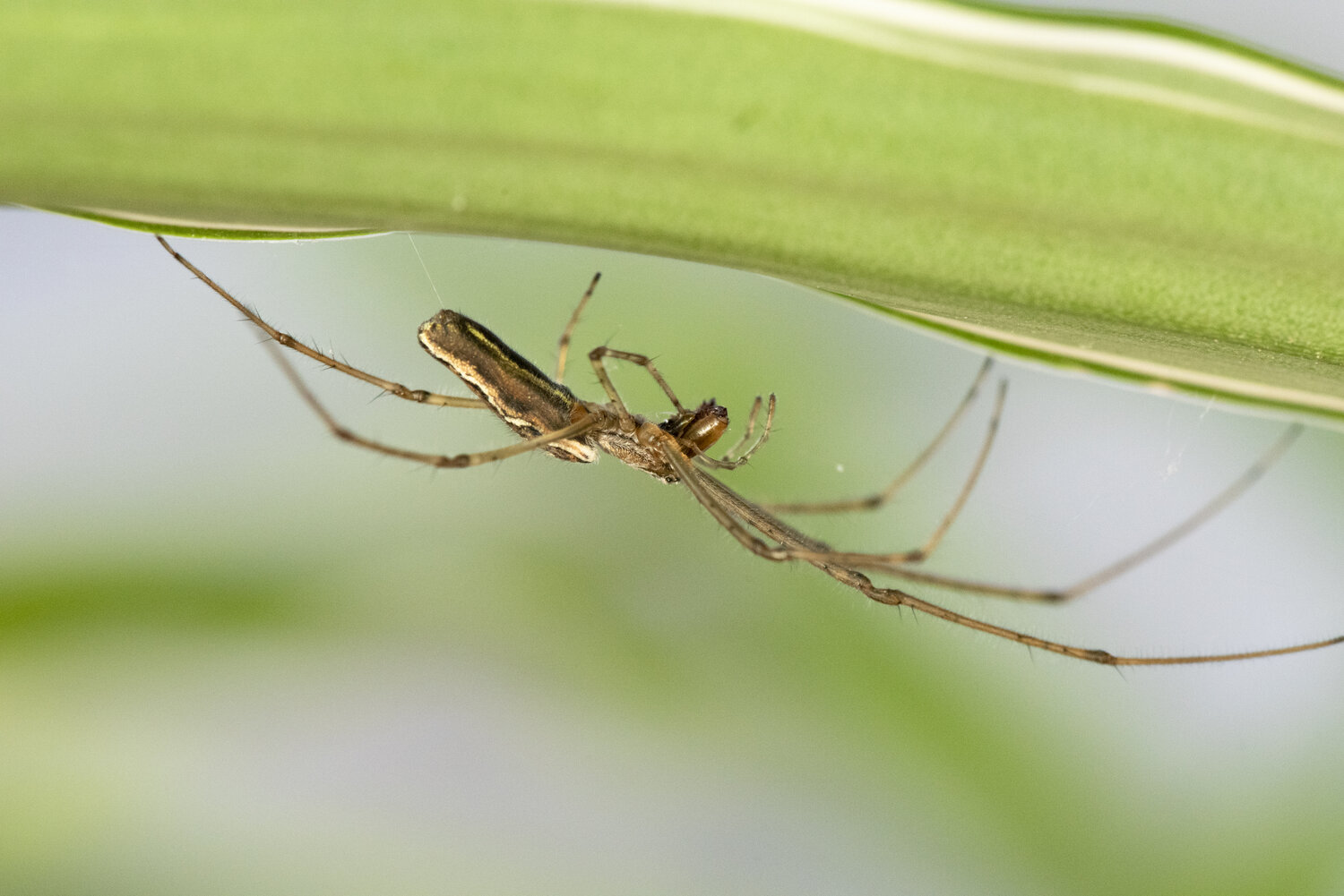 15-intriguing-facts-about-long-jawed-spider