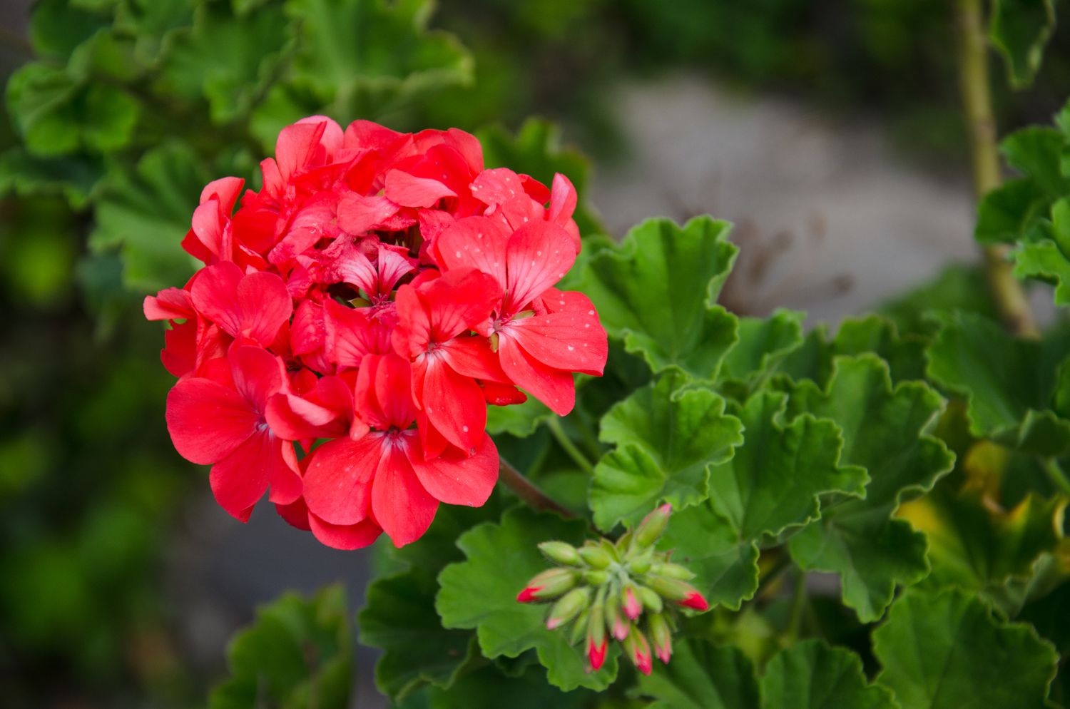 15-intriguing-facts-about-scented-geranium