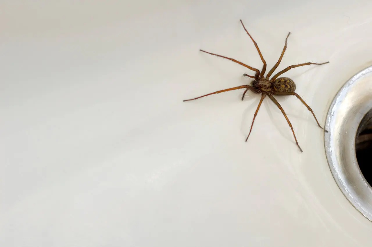 15-mind-blowing-facts-about-american-house-spider