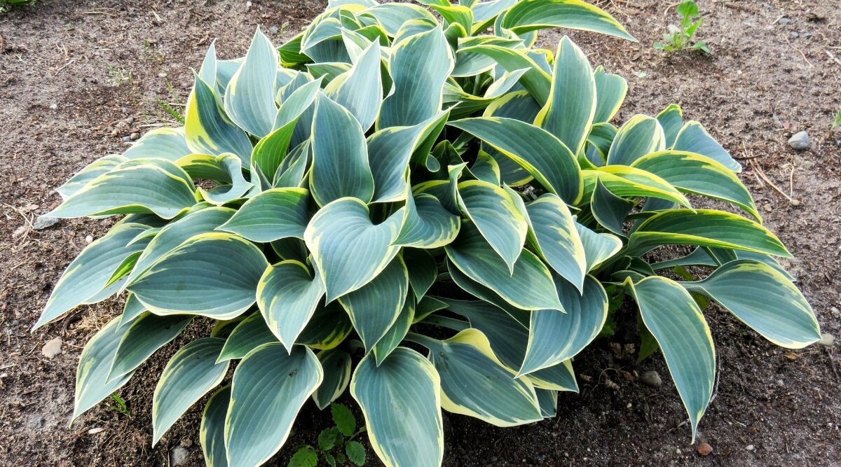 15-mind-blowing-facts-about-hosta