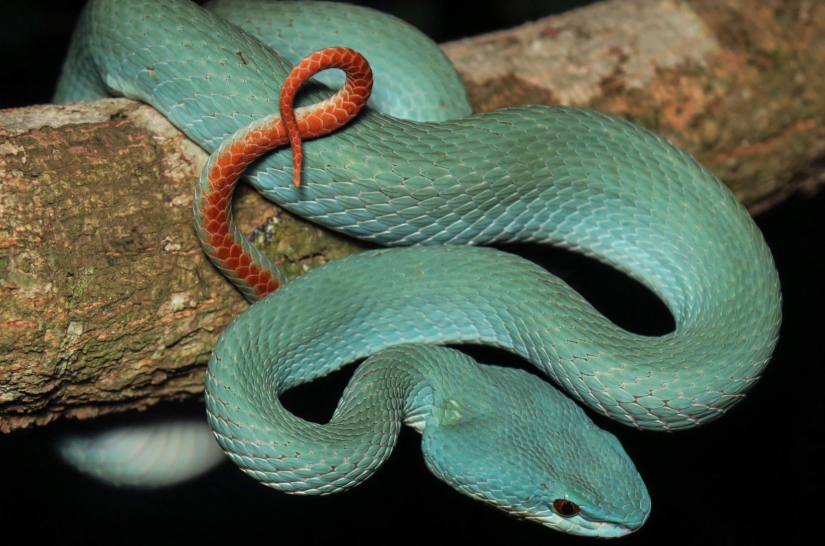 15-mind-blowing-facts-about-white-lipped-island-pit-viper