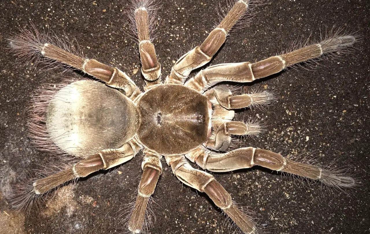 15-surprising-facts-about-ceylon-ornamental-tarantula
