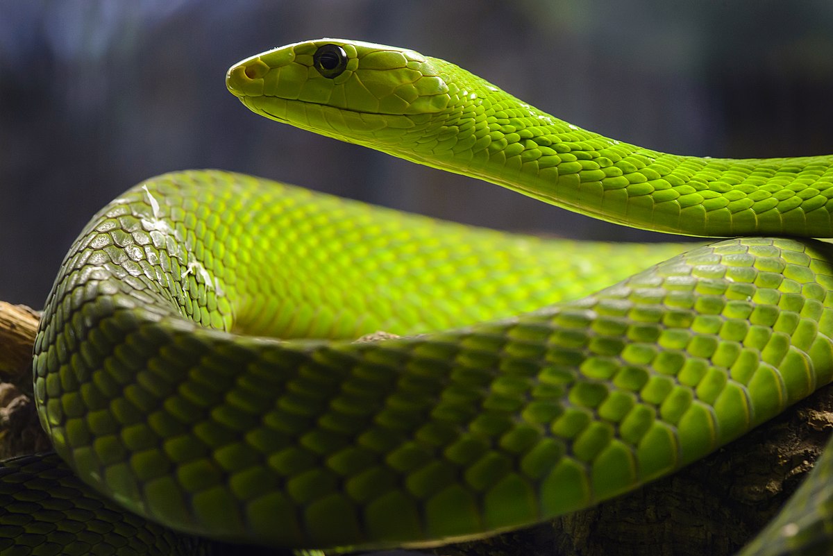15-surprising-facts-about-green-mamba