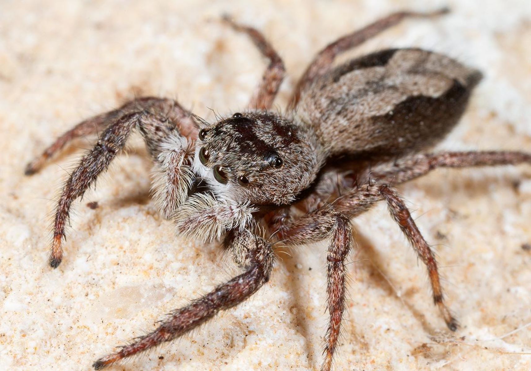 15-surprising-facts-about-tan-jumping-spider