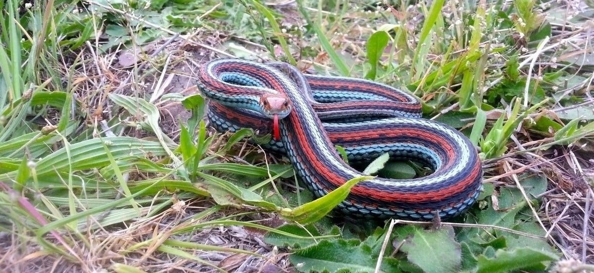 15-unbelievable-facts-about-san-francisco-garter-snake