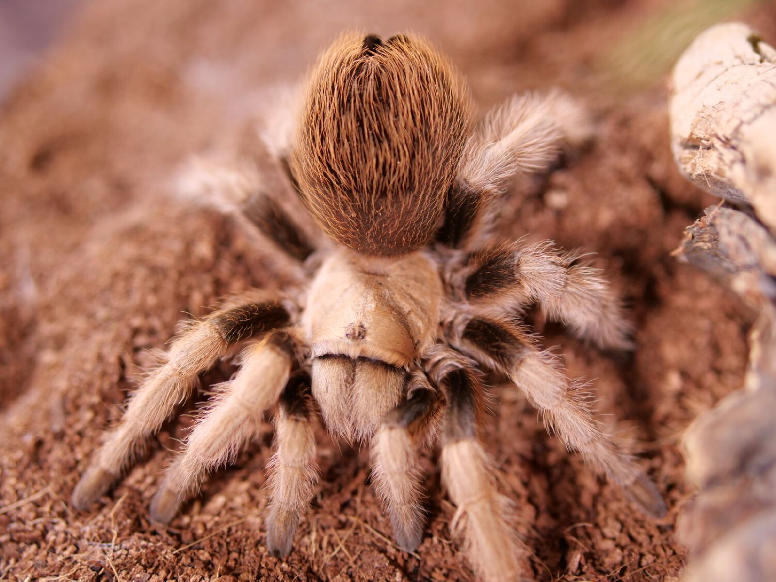 16-astonishing-facts-about-arizona-blonde-tarantula