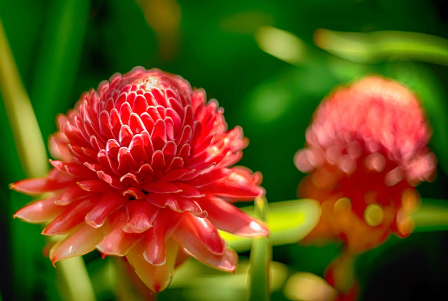 16-astonishing-facts-about-torch-ginger