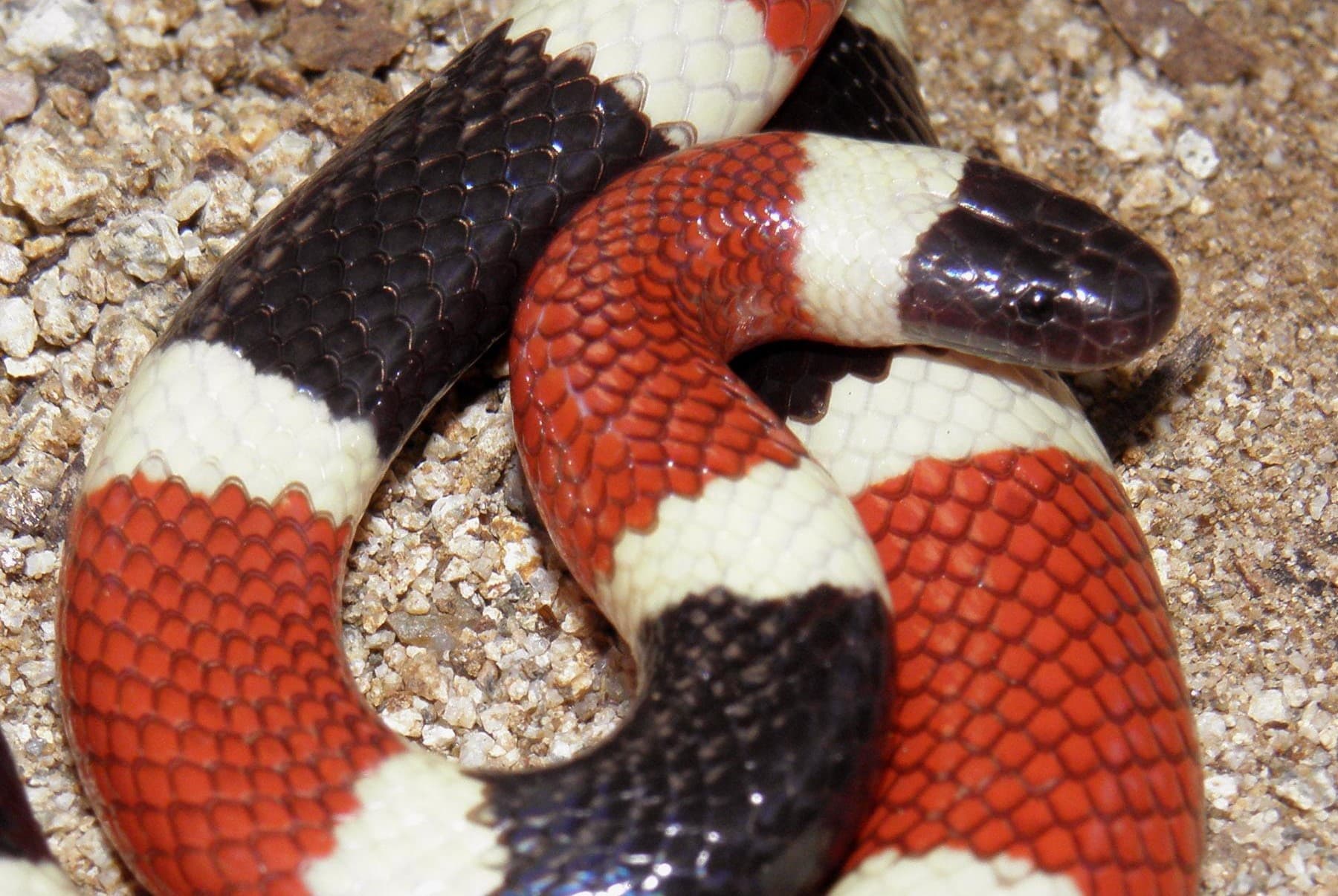 16-astonishing-facts-about-western-coral-snake