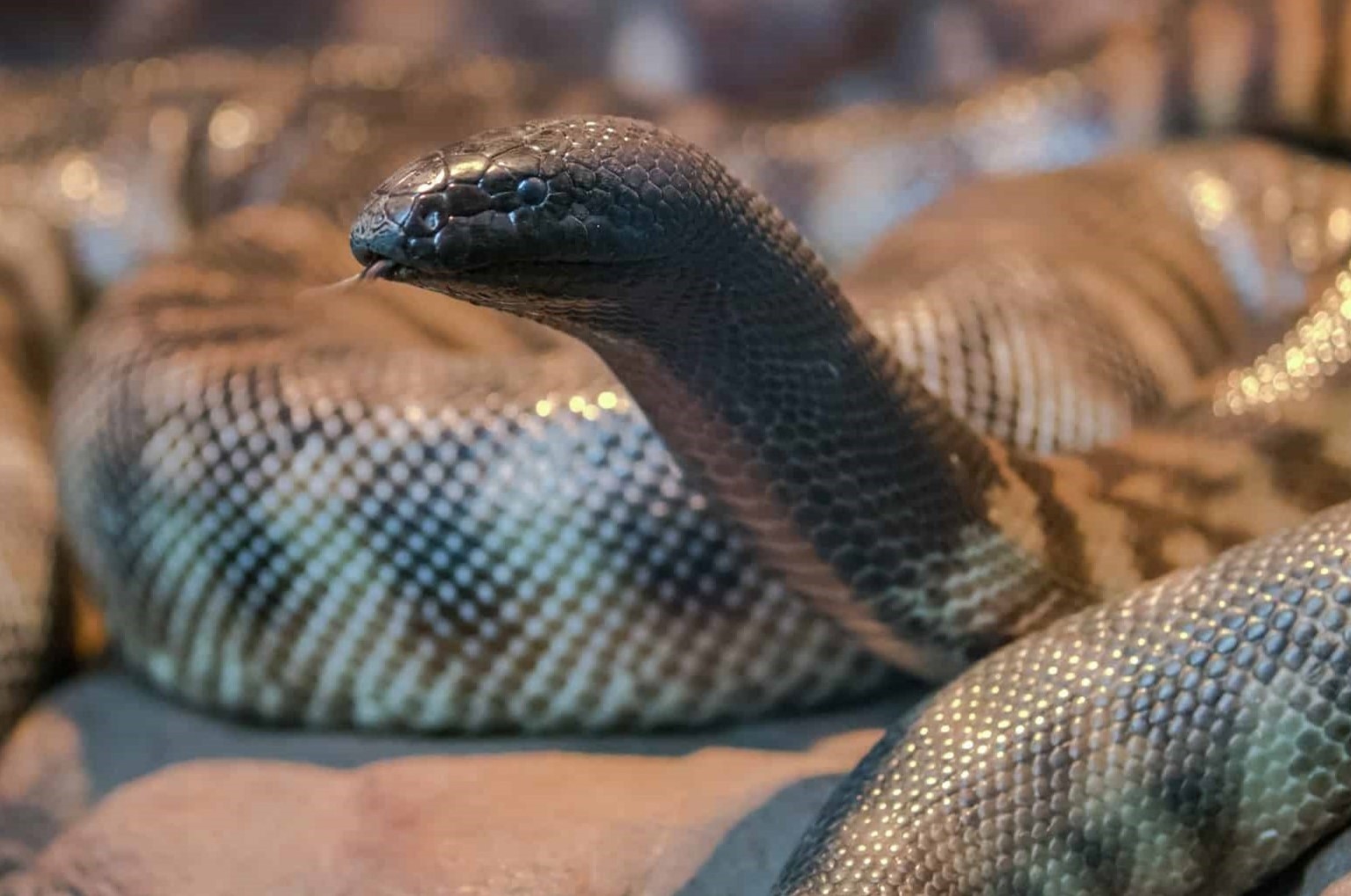16-astounding-facts-about-black-headed-python