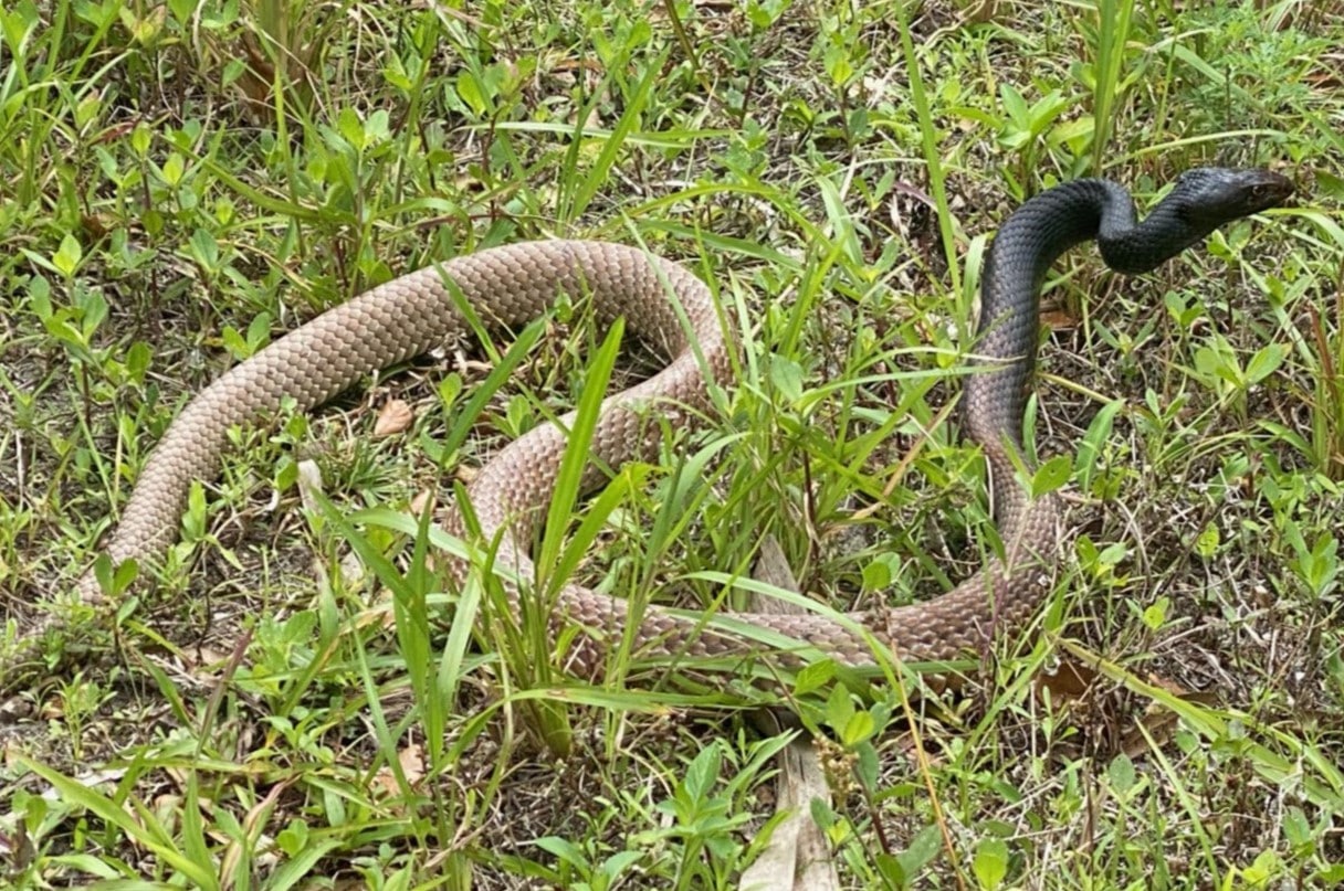 16-astounding-facts-about-coachwhip