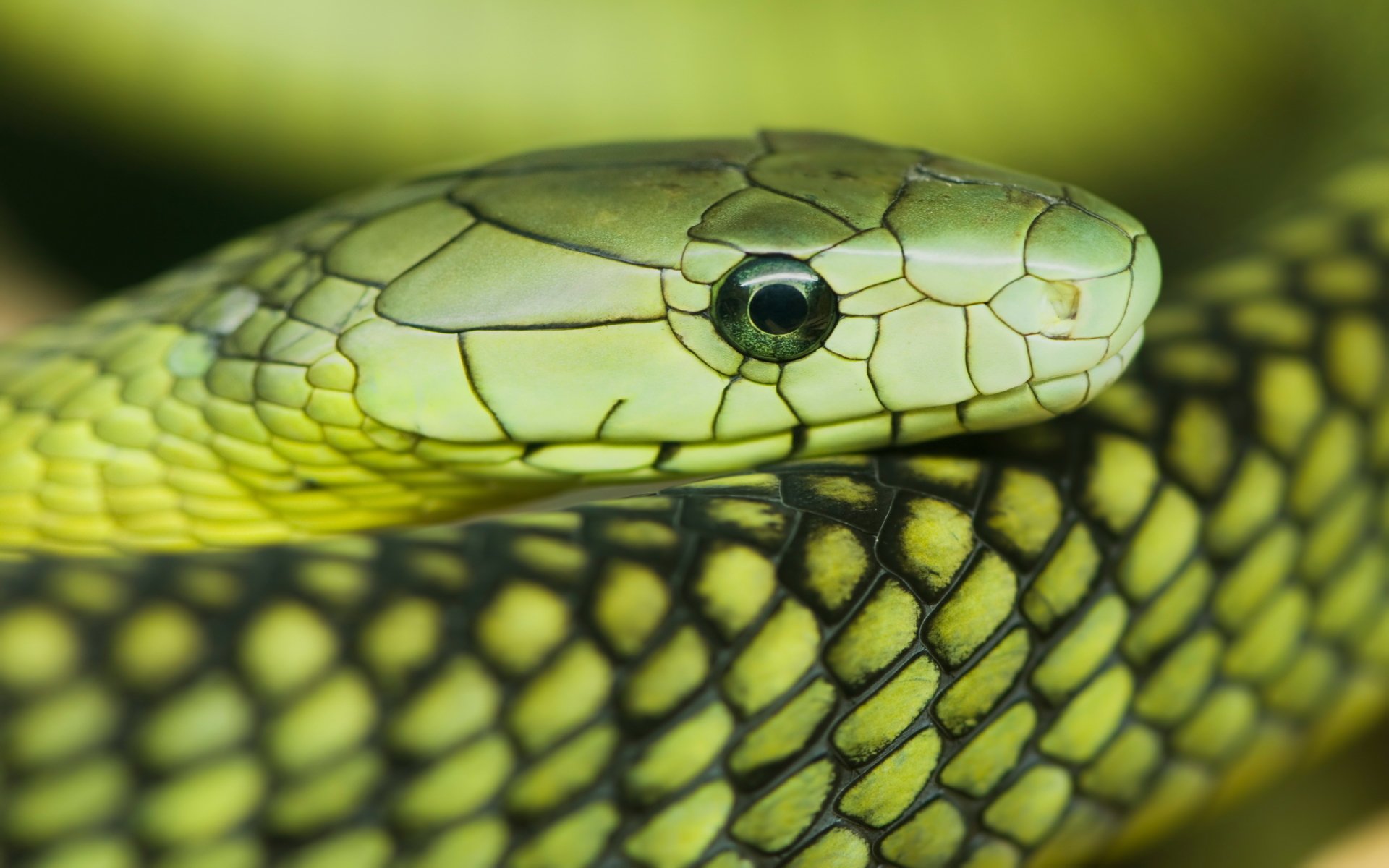 16-astounding-facts-about-eastern-green-mamba