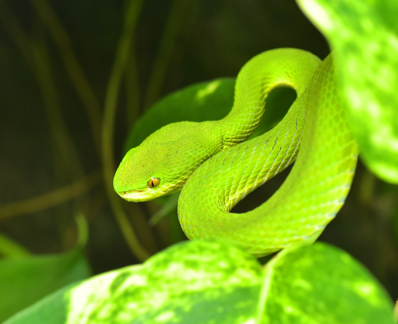 16-astounding-facts-about-green-bush-viper