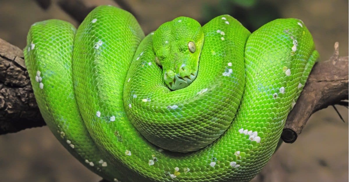 16-astounding-facts-about-green-tree-python