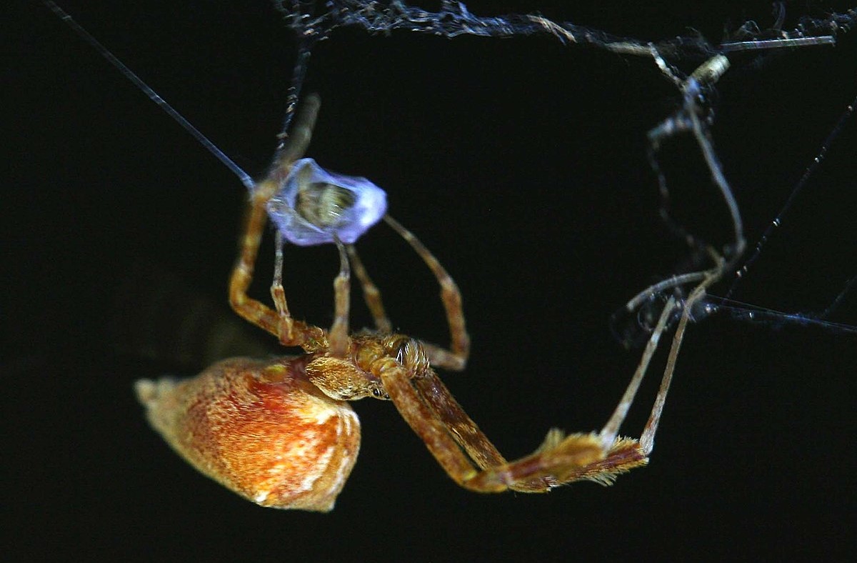 16-captivating-facts-about-feather-legged-orbweaver