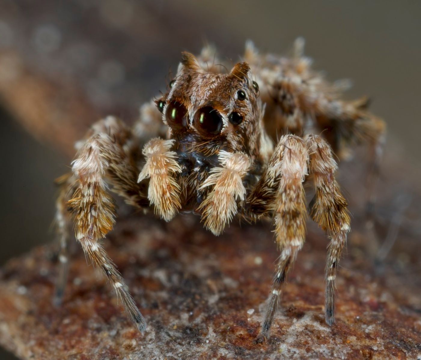 16-captivating-facts-about-fringed-jumping-spider