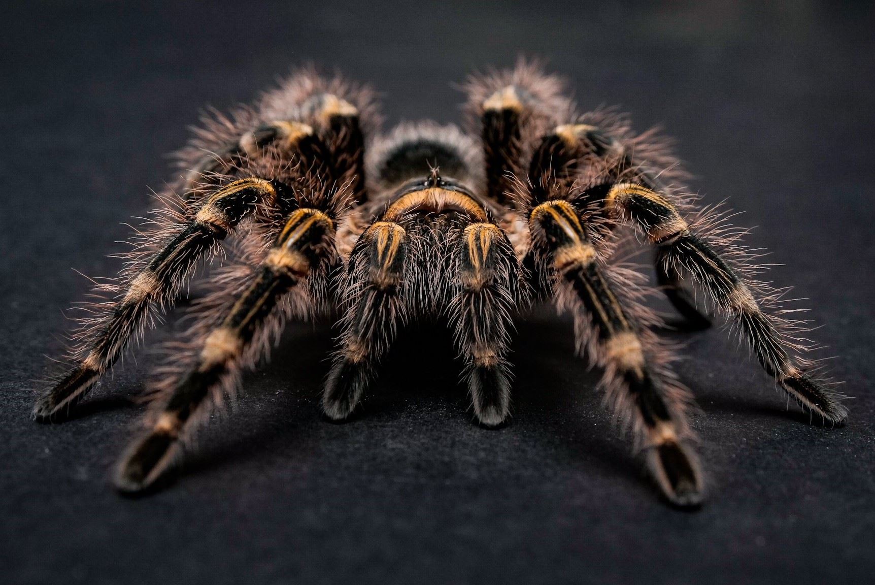 16-captivating-facts-about-golden-knee-tarantula