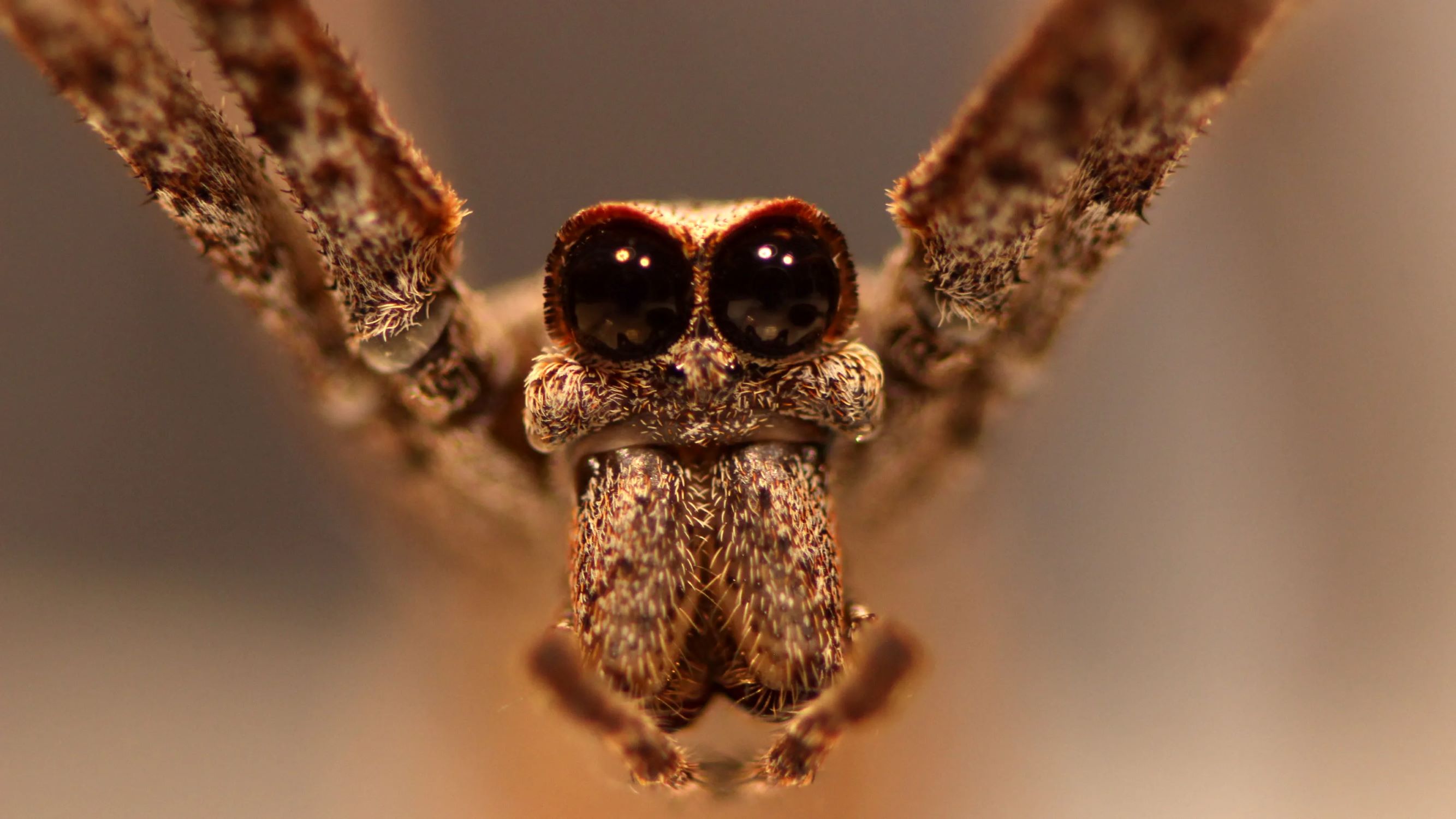 16-captivating-facts-about-ogre-faced-spider