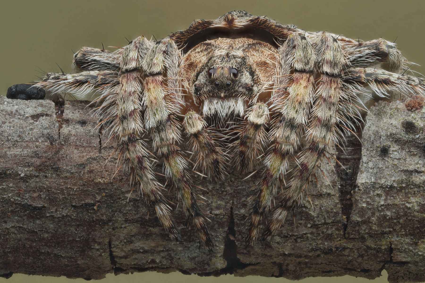 16 Captivating Facts About Wrap-around Spider 