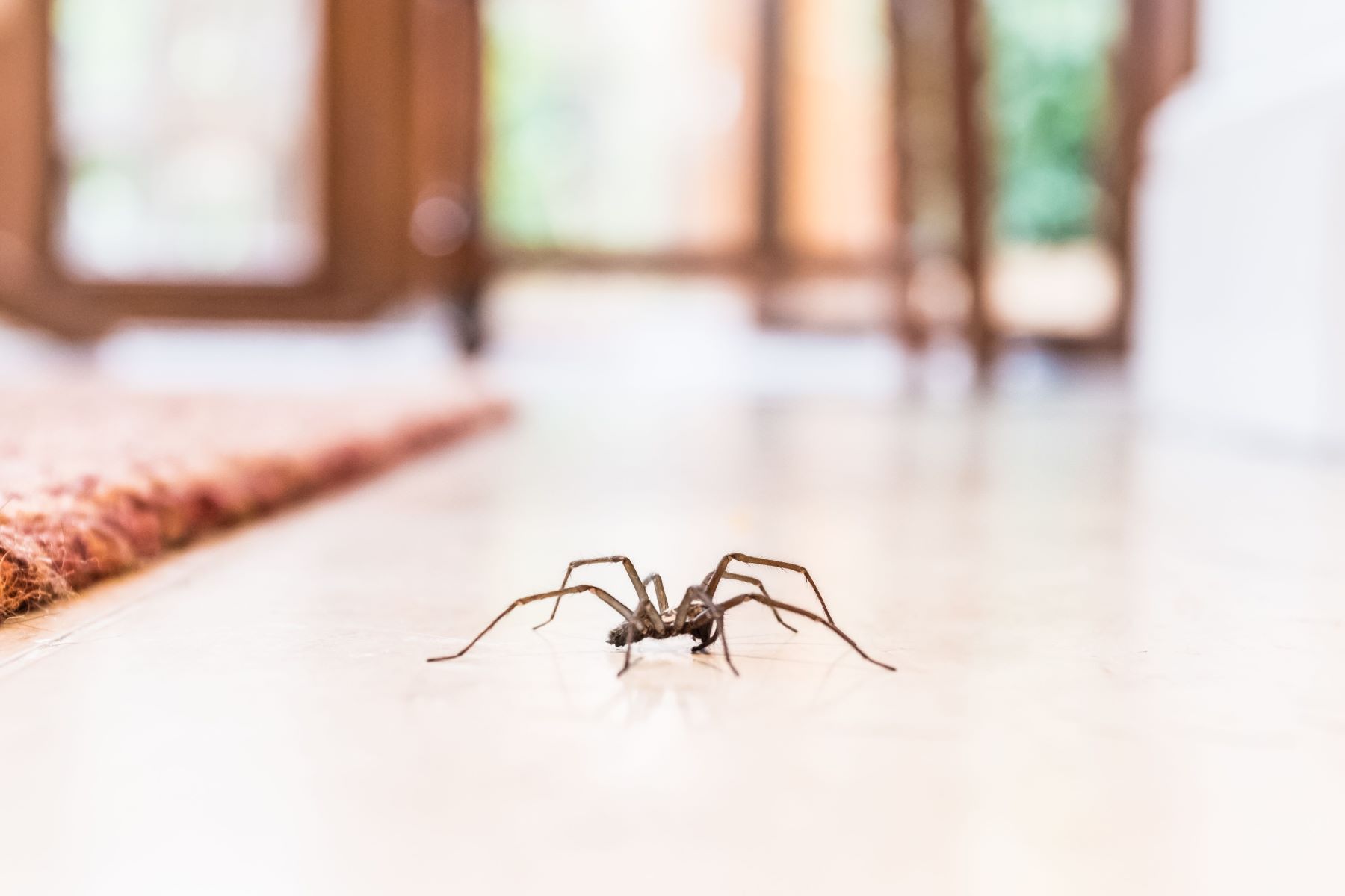 16-enigmatic-facts-about-common-house-spider