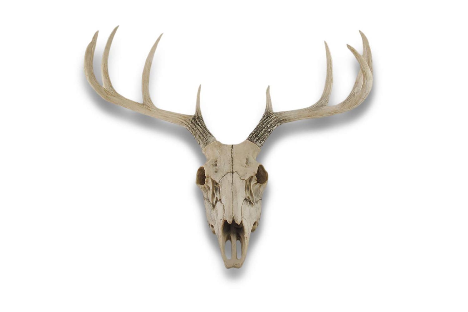 16-enigmatic-facts-about-deer-skull