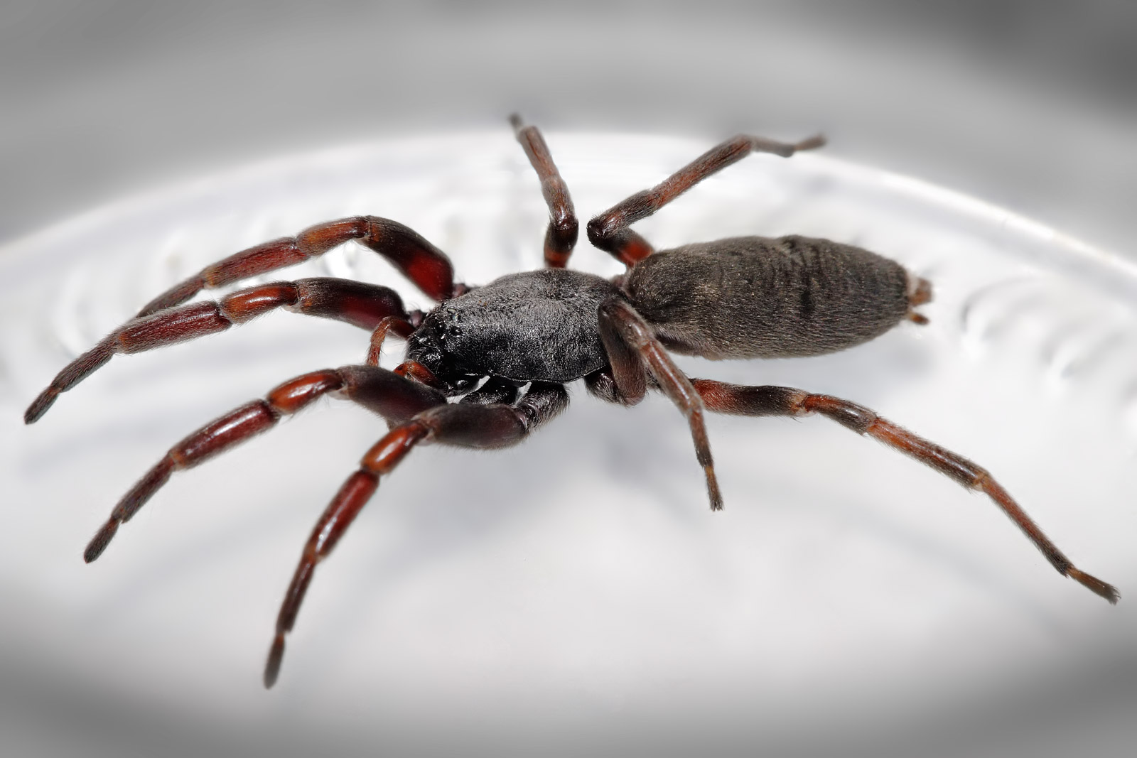 16-enigmatic-facts-about-white-tipped-tarantula