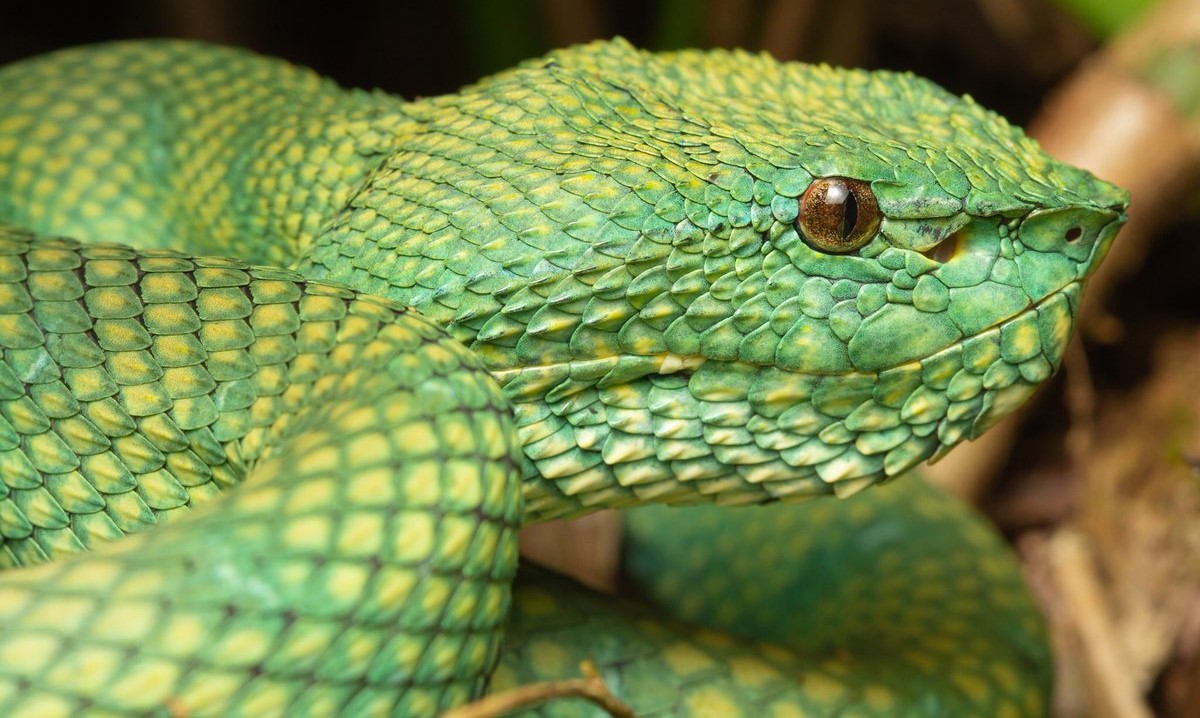 16-extraordinary-facts-about-bornean-keeled-green-pit-viper