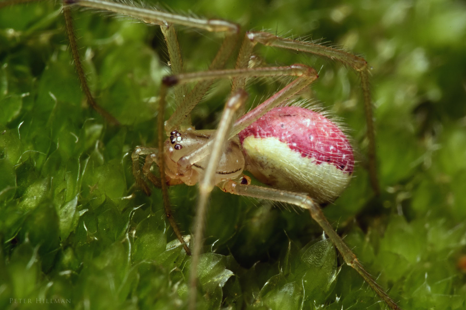 16-extraordinary-facts-about-candy-stripe-spider