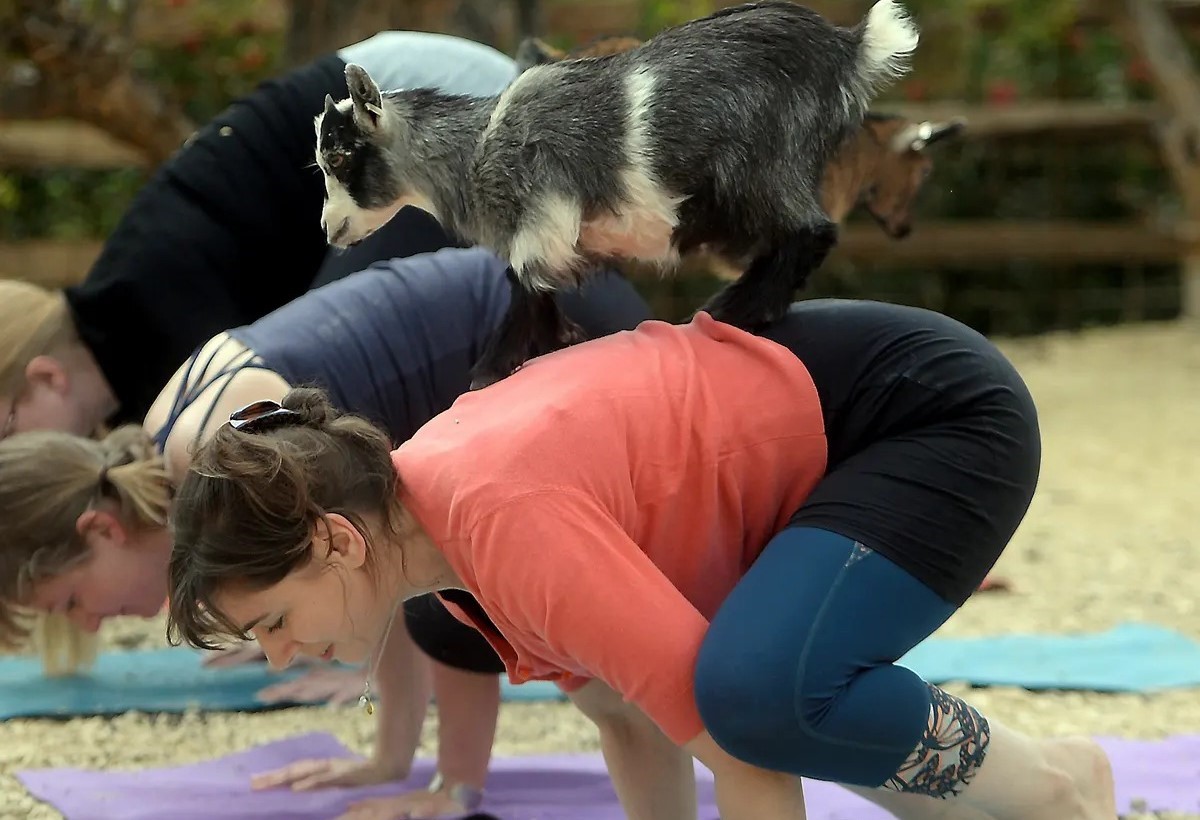 Yoga with goats craze takes off in US