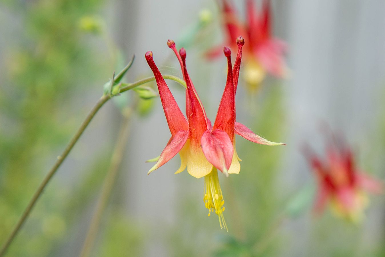16-extraordinary-facts-about-wild-columbine