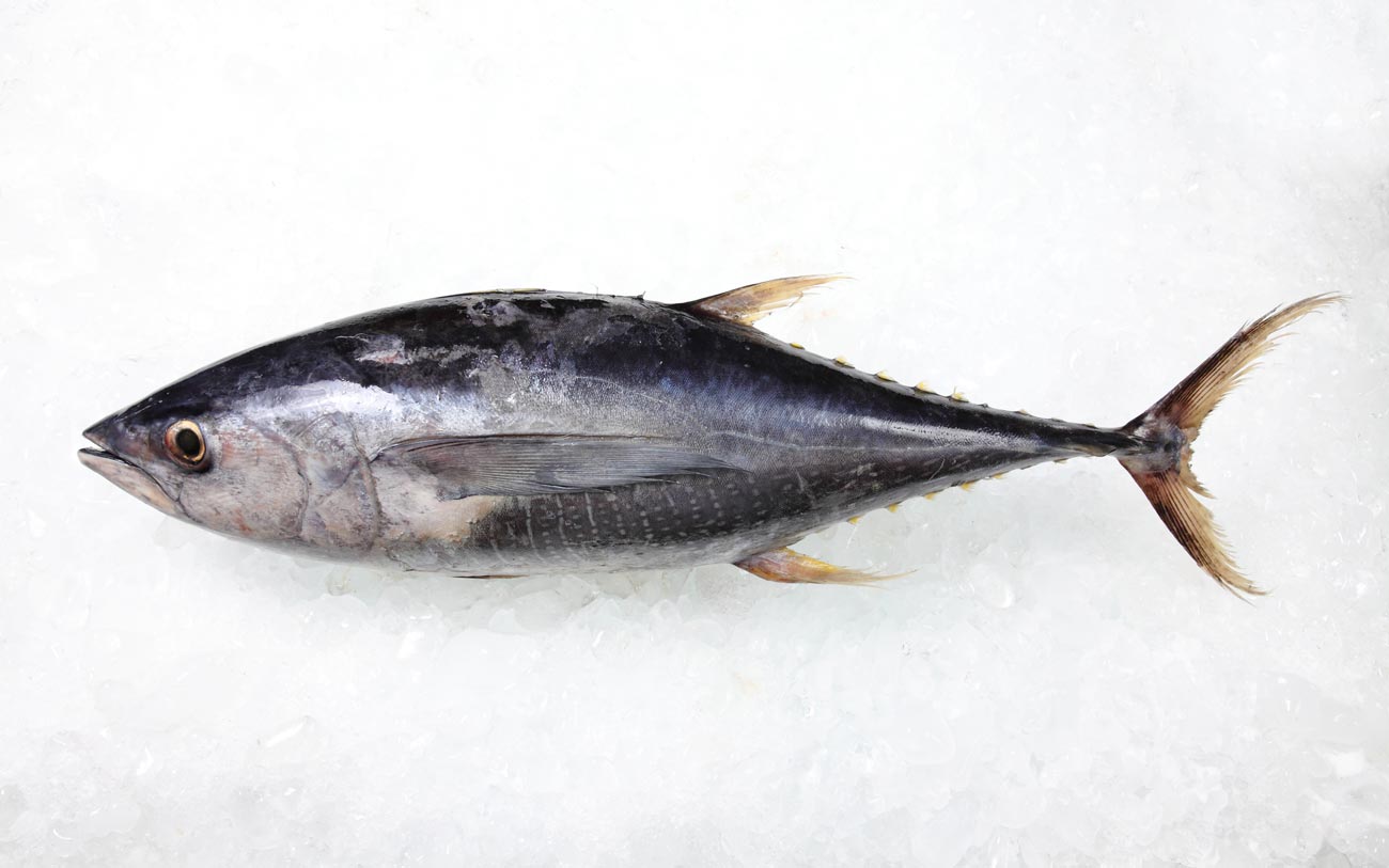 16-facts-about-albacore-tuna