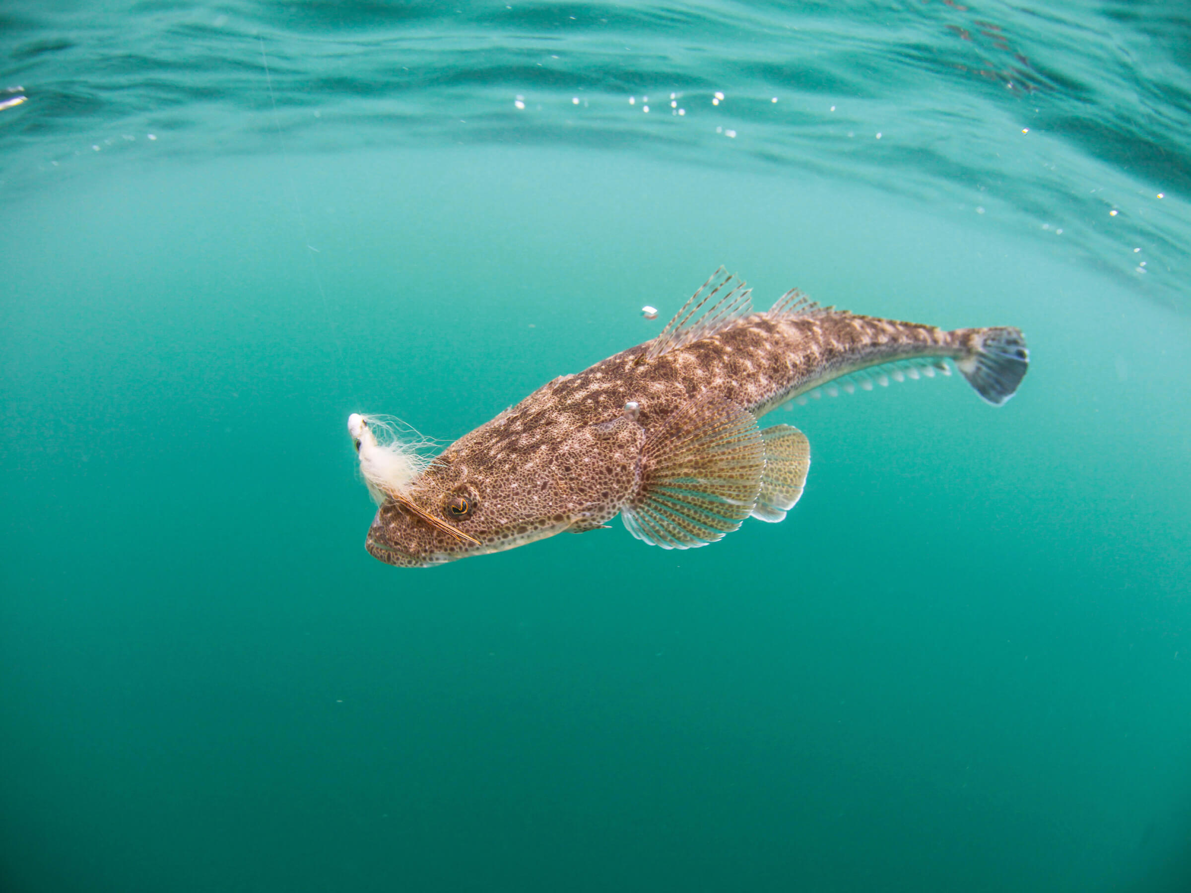 16-facts-about-flathead