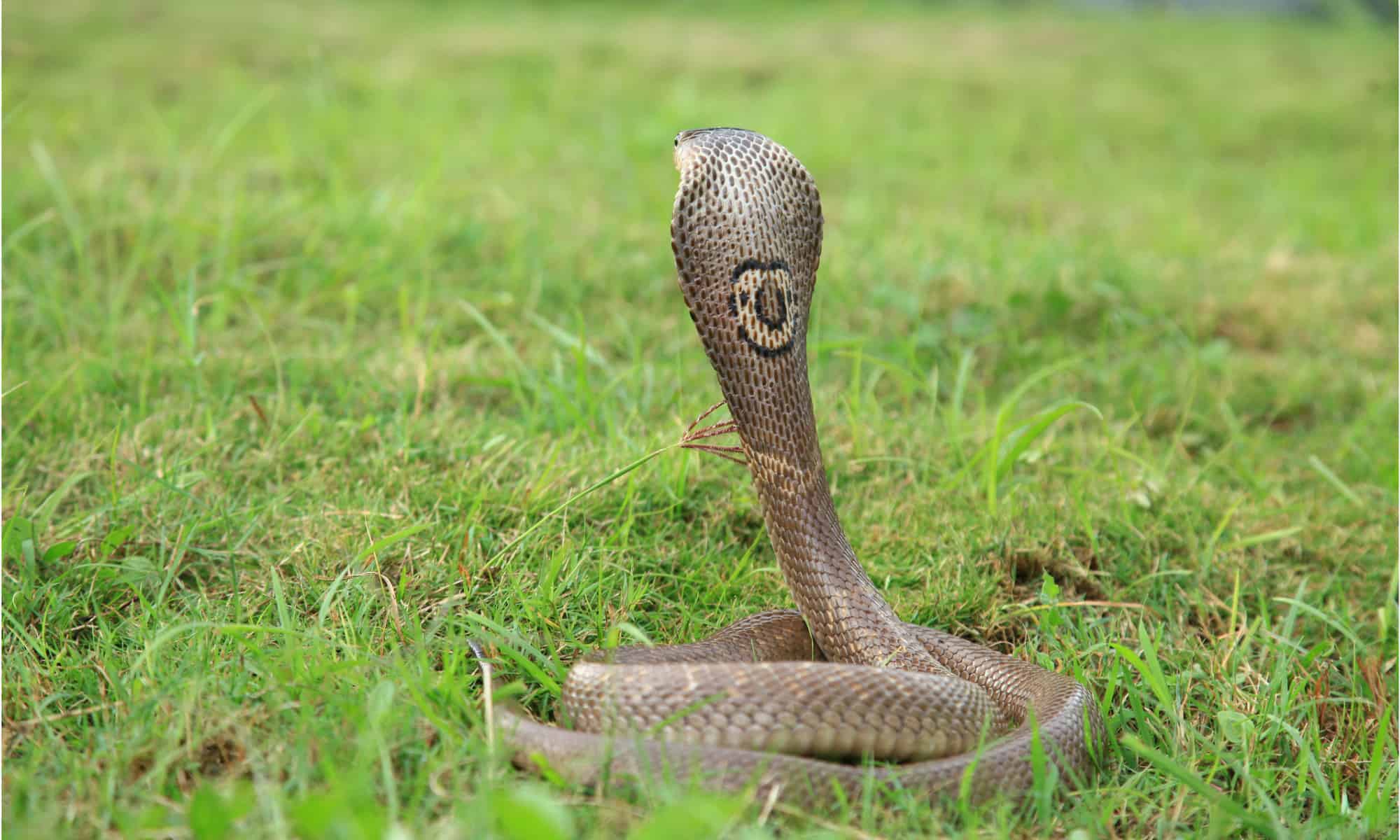 16-fascinating-facts-about-monocled-cobra
