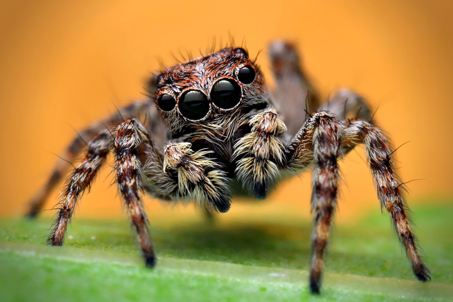 16 Fascinating Facts About Tiger Jumping Spider - Facts.net