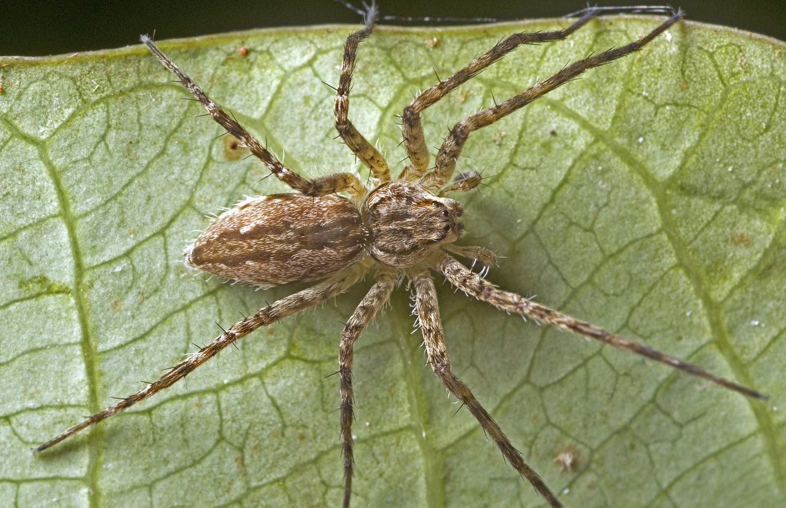 16-fascinating-facts-about-water-spider