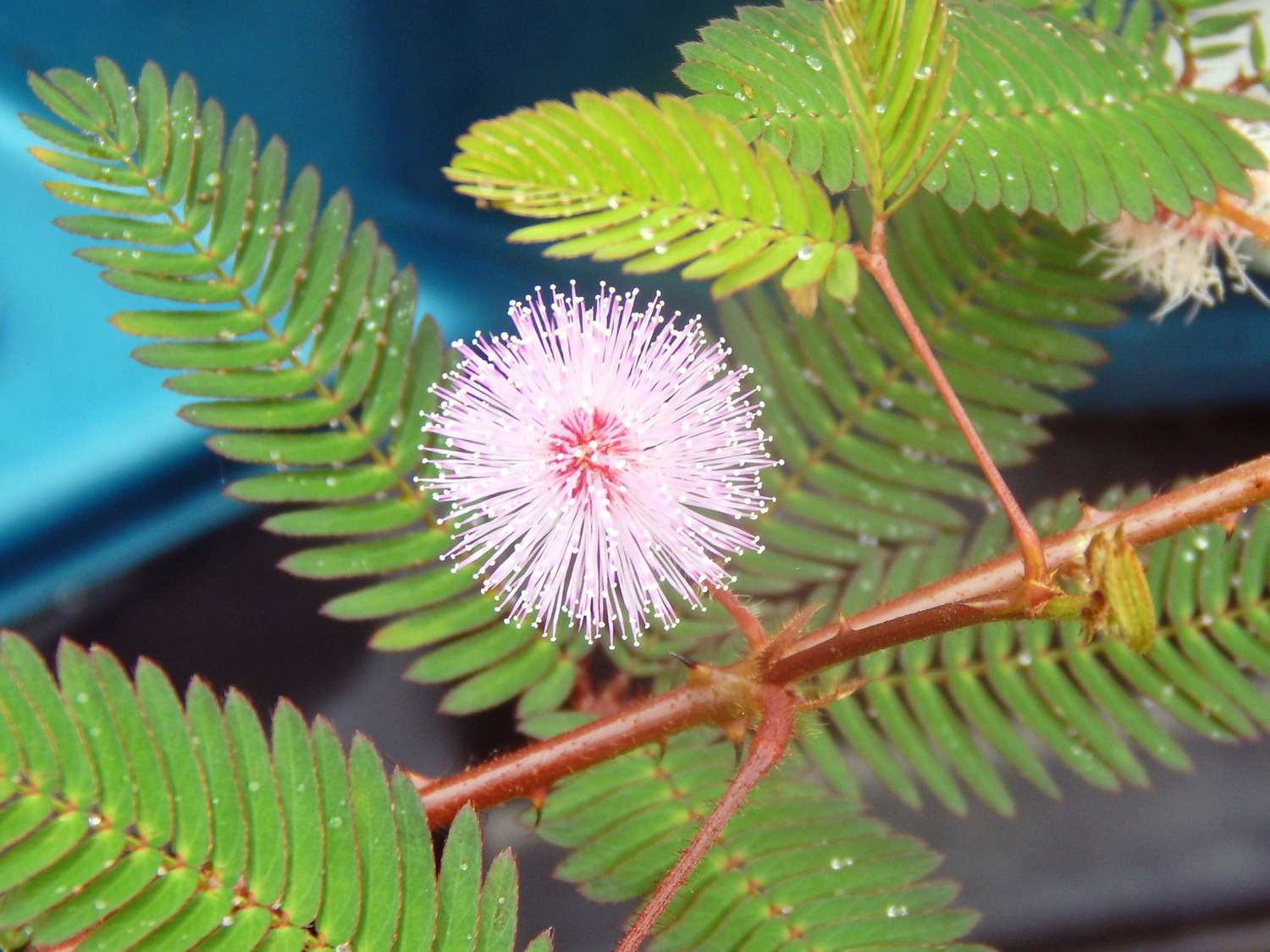 16-intriguing-facts-about-sensitive-plant